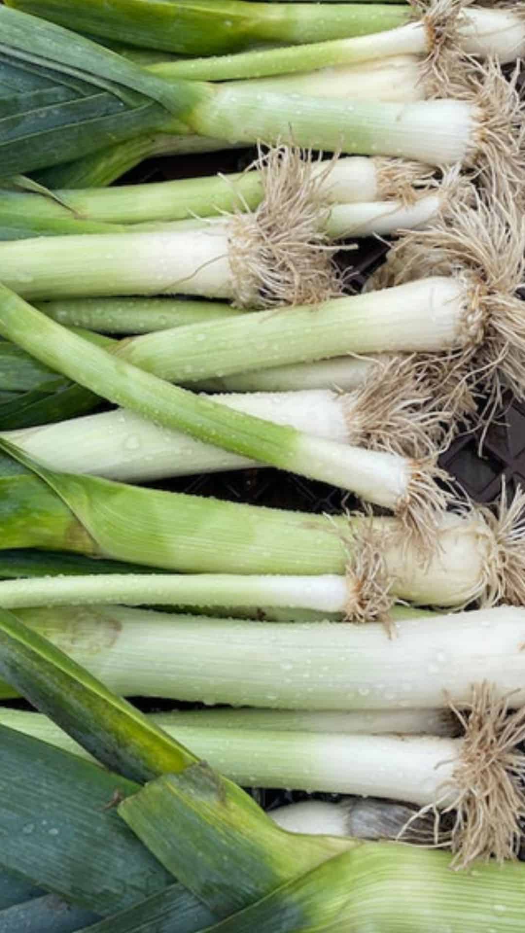 What Is Leek? And, Here Are Its Benefits